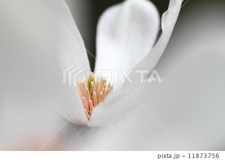 コブシの花 11873756