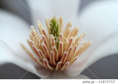 コブシの花 11873757