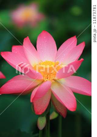 花はす 花はす 11873781