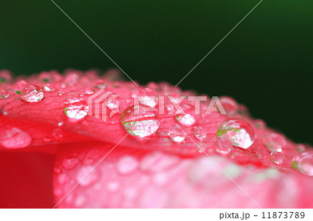 花はす 花はす 11873789