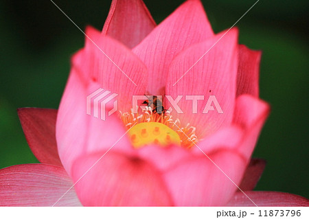 花はす 花はす 11873796