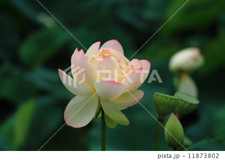 花はす 花はす 11873802