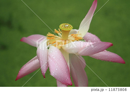 花はす 花はす 11873808