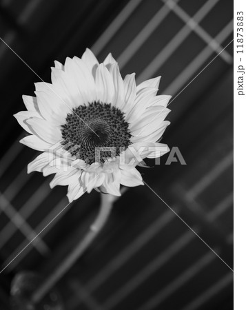 一輪 一輪 11873883