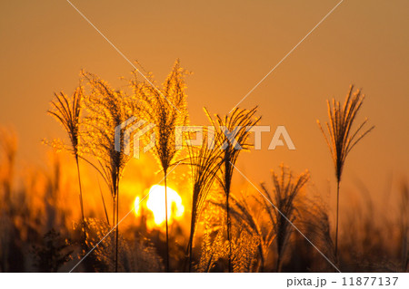 夕日を浴びる芒 11877137