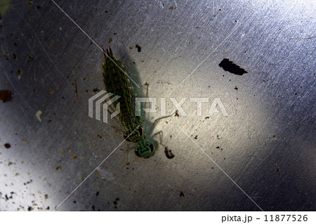 トンボの子供 11877526