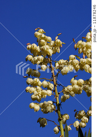 ゆっか　別名　厚葉君が代蘭 11878246