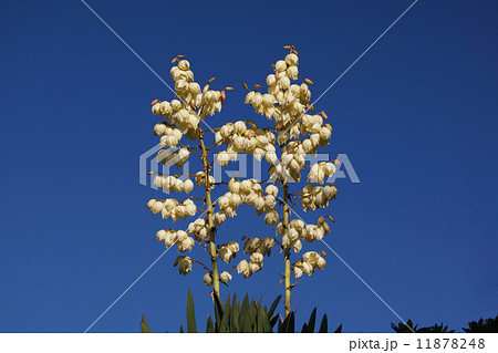 ゆっか　別名　厚葉君が代蘭 11878248