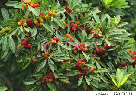 ヤマモモ 11878442