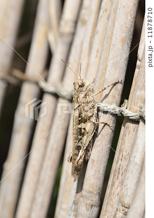 クルマバッタモドキ クルマバッタモドキ 11878710