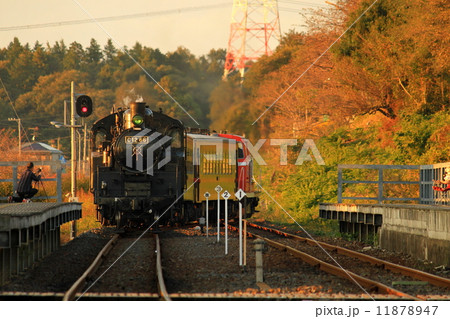真岡鐵道「夕暮れ時のSLもおか回送列車」 11878947