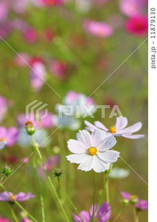 コスモス コスモス 11879130