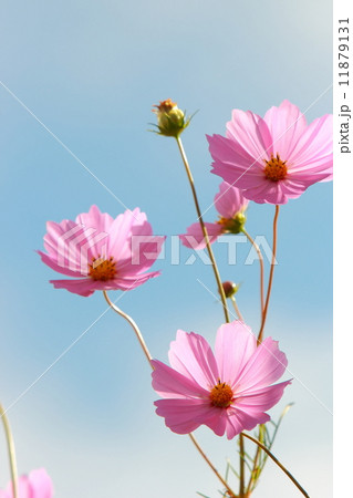コスモス コスモス 11879131