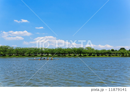 青空が広がる水元公園の小合溜と練習中のレガッタ 11879141