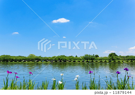 青空が広がる水元公園の小合溜とカラフルな花菖蒲 11879144