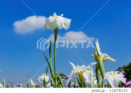 小岩菖蒲園の純白の花菖蒲 11879145