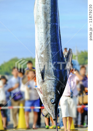 釣り上げられたカジキ 釣り上げられたカジキ 11879230