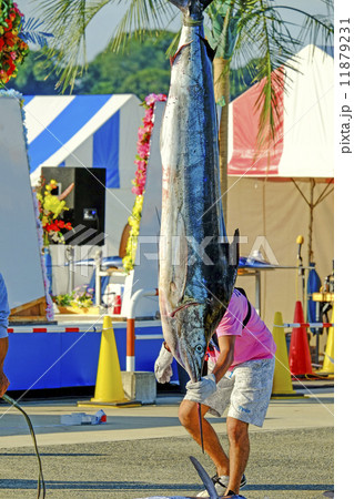 釣り上げられたカジキ 11879231