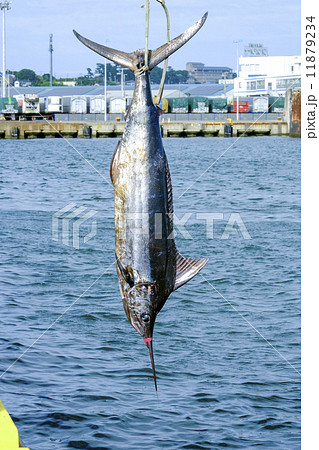 釣り上げられたカジキ 釣り上げられたカジキ 11879234