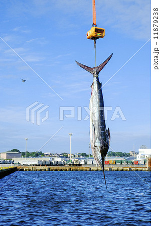 釣り上げられたカジキ 釣り上げられたカジキ 11879238
