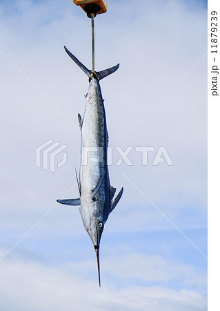 釣り上げられたカジキ 11879239