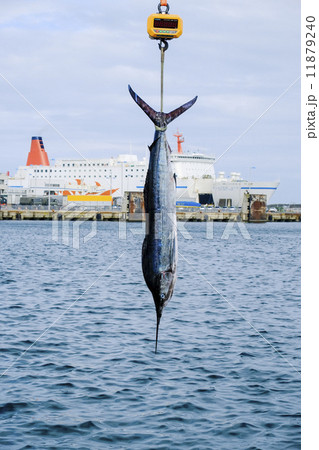 釣り上げられたカジキ 釣り上げられたカジキ 11879240