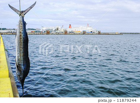釣り上げられたカジキ 釣り上げられたカジキ 11879244