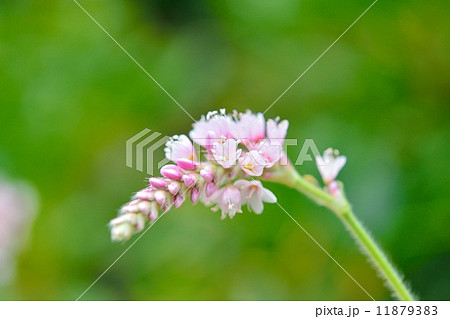 オオケタデ オオケタデ 11879383