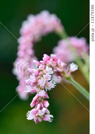 オオケタデ オオケタデ 11879386