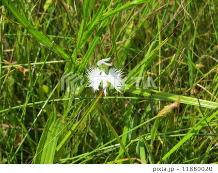 鷺草、サギソウ、 11880020