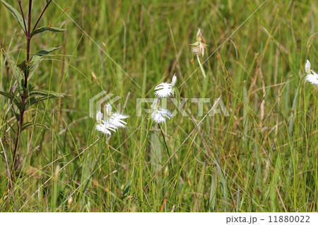 鷺草、サギソウ、 11880022