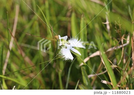 鷺草、サギソウ、 11880023