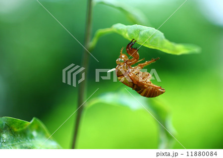 蝉の抜け殻 11880084