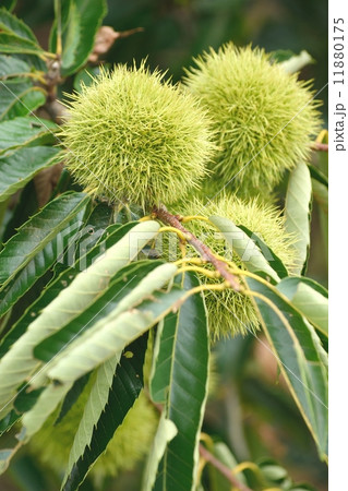 実り始めた栗のみのクローズアップ 11880175