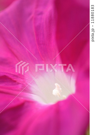 ピンクの朝顔のクローズアップ素材 11880183