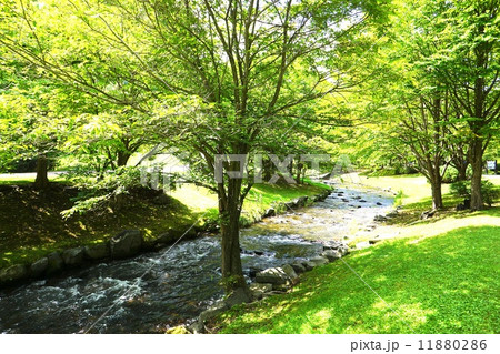 川と緑の樹々 川と緑の樹々 11880286
