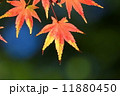 紅葉 11880450