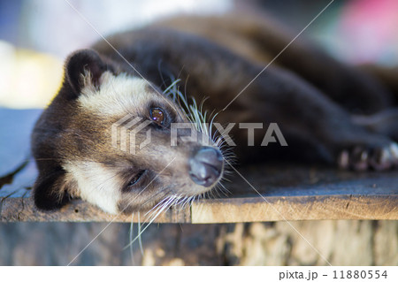 Asian Palm Civet - animal who produce the most expensive coffee Kopi luwak Asian Palm Civet - animal who produce the most expensive coffee Kopi luwak 11880554