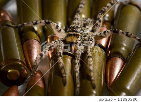 Spider ready for attack over military munitions 11880580
