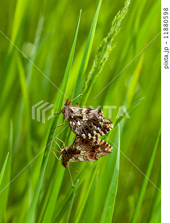 Mating butterflies Mating butterflies 11880598