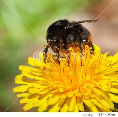 Macro of feeding bumble bee Macro of feeding bumble bee 11880599