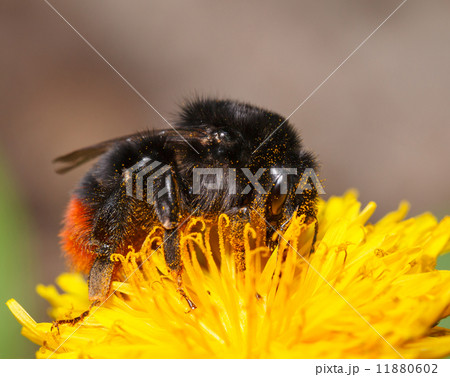 Bumblebee on dandelion 11880602