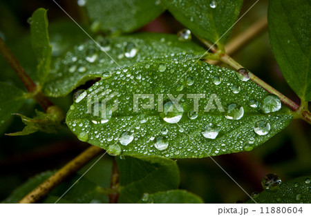 Morning dew on green leaf 11880604