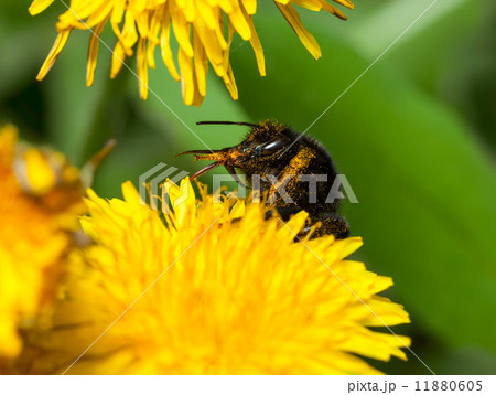 Bumblebee clean its sting 11880605