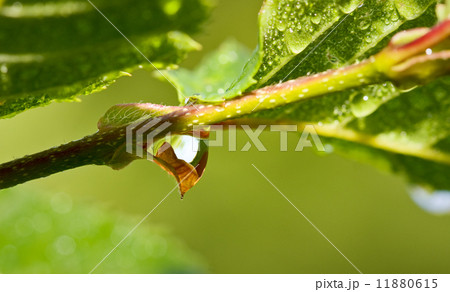 Water drop on a green leaf Water drop on a green leaf 11880615