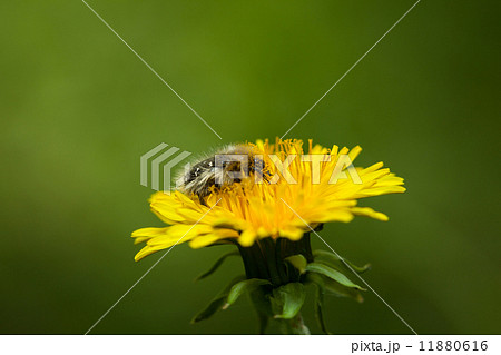 Furry flower beetle feeding on dandelion Furry flower beetle feeding on dandelion 11880616