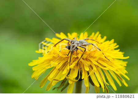 Feeding spider Feeding spider 11880621