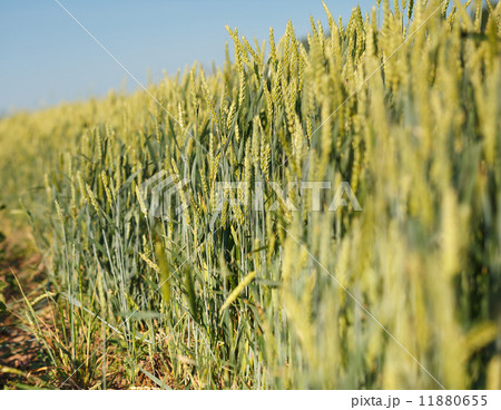 Wheat wall 11880655