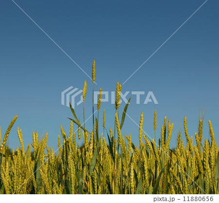 Ripe wheat Ripe wheat 11880656