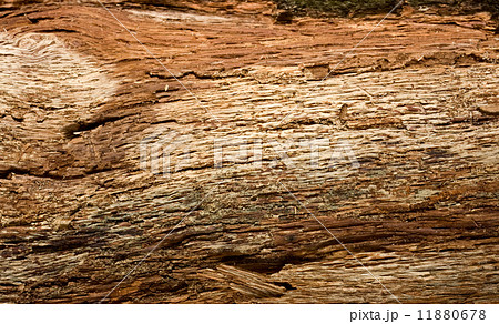 Inner side of spruce bark 11880678